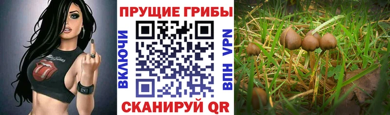 Купить где  Жуков  Галлюциногенные грибы Cubensis 